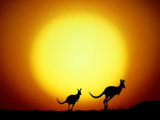 Kangaroos silhouette orange sky sunset - orange sky free wallpaper