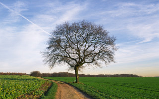 Tree dirt road green field - the side of the road free wallpaper for desktop
