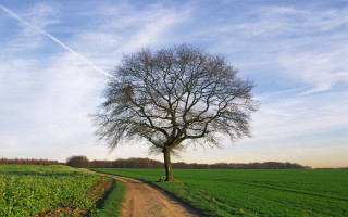 Tree dirt road field sky 4 - a dirt road in a field free wallpaper