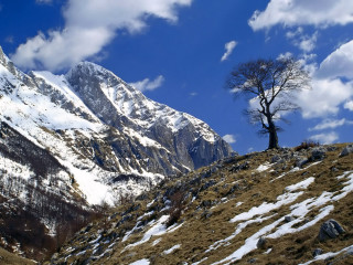 Lone tree snowy mountain blue 2 - a few snow covered mountains free wallpaper