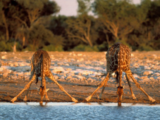 Giraffes standing water trees background - two giraffe free wallpaper