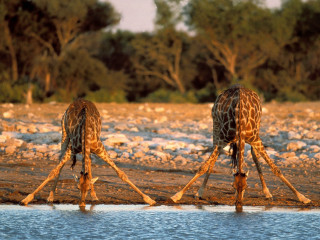 Giraffes standing water rocks trees - two giraffe free wallpaper