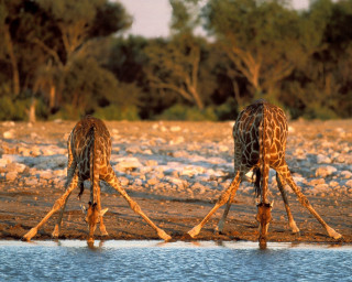 Giraffes standing water rocks trees 2 - two giraffe free wallpaper