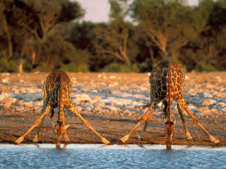 Giraffes standing water trees background 2 - two giraffe free wallpaper