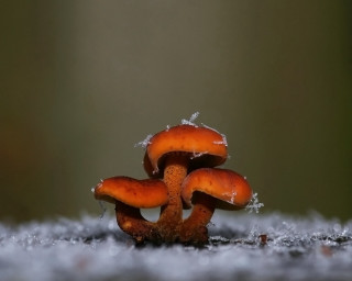 Mushrooms snow water green ecological - drop of water free wallpaper for desktop