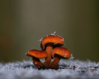 Mushrooms snow water drops green - drop of water free wallpaper for desktop