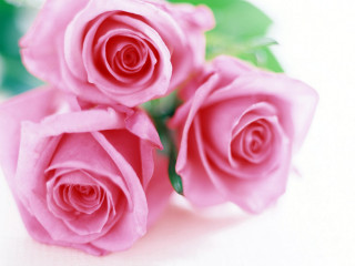 Pink roses green leaves white 7 - ammi phillips free wallpaper