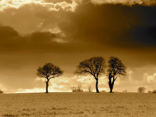 Trees field cloudy sky clouds - a field under a cloudy sky free wallpaper