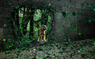 Tiger mirror green leaves confetti 2 - a tiger free wallpaper