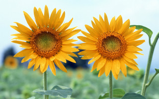 Sunflowers field blue sky building 5 - cheerful free wallpaper