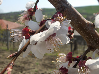 Tree white red flowers field - ecological art free wallpaper