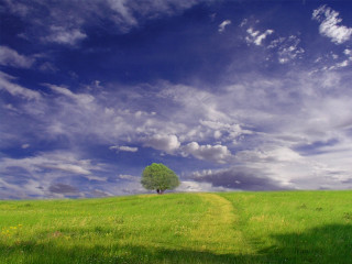 Lone tree grassy field cloudy 21 - a grassy field under a cloudy sky free wallpaper