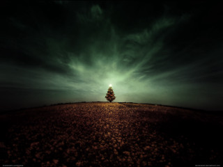 Lone tree field cloudy night - the tree free wallpaper