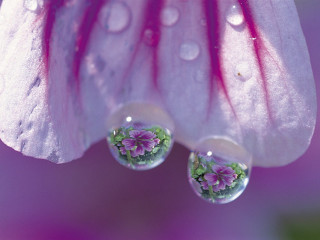 Close up flower water droplets 10 - david lachapelle free wallpaper