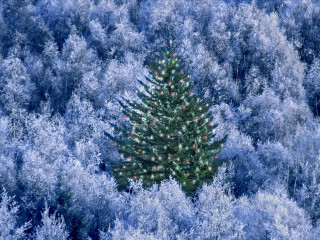 Christmas tree blue forest red 2 - a christmas tree free wallpaper