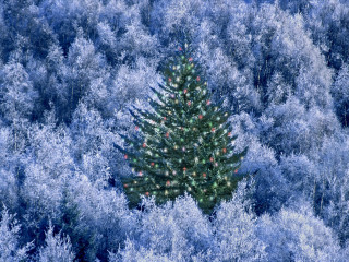 Christmas tree blue forest red 4 - its head free wallpaper
