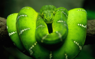 Green snake curled up branch - its head in free wallpaper
