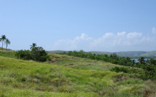 Grassy hill lake palm trees 3 - a grassy hill free wallpaper