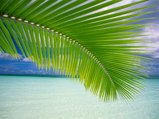 Palm leaf beach scene blue 2 - blue water free wallpaper