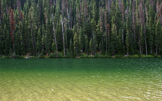 Lake trees forest boat person 2 - the water and a person free wallpaper for desktop
