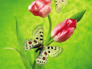 Butterflies flower green background pink - two butterfly free wallpaper