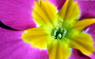Pink flower yellow stamens green 2 - macro len free wallpaper