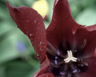 Red flower water droplets macro 35 - petal free wallpaper for desktop