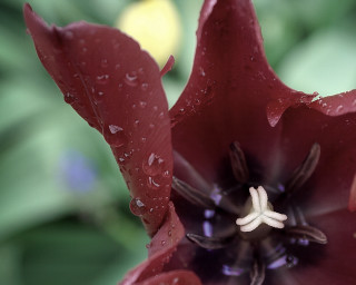 Red flower water droplets green 2 - a red flower free wallpaper