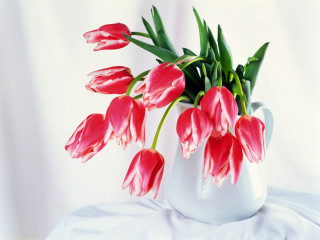 White vase red flowers still 2 - a white table cloth free wallpaper