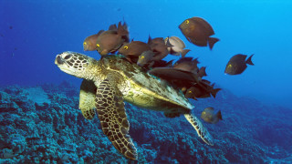 Turtle swimming ocean fish corals 5 - fish and corals free wallpaper