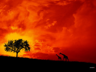 Giraffe tree field sunset red 2 - art brenner free wallpaper