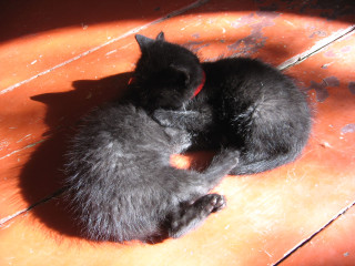 Two black kittens curled up - light and space free wallpaper
