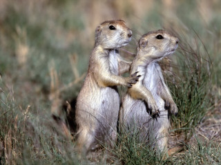 Prairie groundhogs standing hind legs 2 - a field of grass free wallpaper for desktop