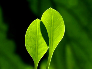 Green leaf black background macro - a blurry background of the leaves free wallpaper