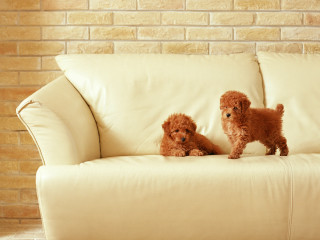 Small dogs couch brick wall 4 - a couch in front free wallpaper