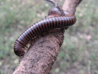 Brown black caterpillar tree branch - male free wallpaper for desktop