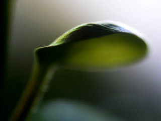 Green flower macro closeup shallow - david budd free wallpaper for desktop