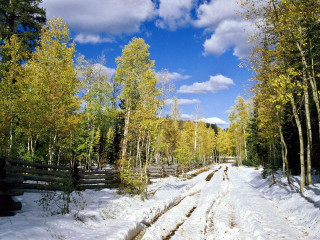Snow covered road trees fence 2 - road free wallpaper