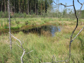 Swampy area small pond trees - auseklis ozol free wallpaper for desktop