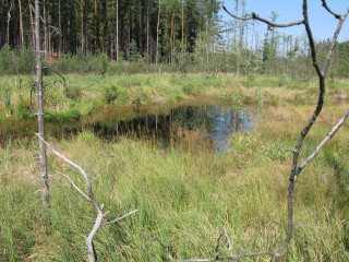 Swampy area small pond trees 3 - auseklis ozol free wallpaper