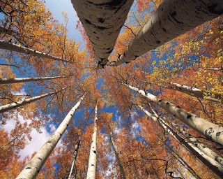 Forest autumn leaves tall trees 3 - wide angle len free wallpaper for desktop