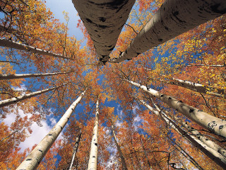 Autumn forest trees blue sky - autumn free wallpaper