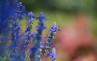 Blue flower butterfly shallow depth - flavia bloi free wallpaper