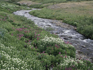 Stream lushfield wildflowers grass hillside - nature free wallpaper