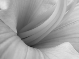 Flower white center thin petals 3 - edward weston free wallpaper