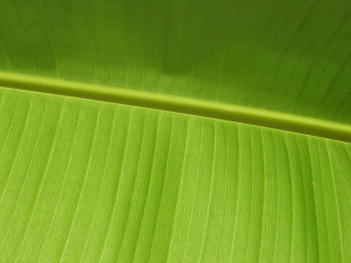 Green leaf macro photorealism classroom - the leaf free wallpaper for desktop