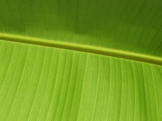 Green leaf closeup white background 4 - the leaf free wallpaper for desktop