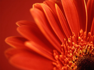 Bright orange flower red background - a black center free wallpaper for desktop