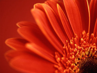 Bright orange flower red yellow - a black center free wallpaper for desktop