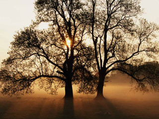 Trees field sun fog nature - a couple of trees free wallpaper